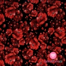 Teplákovina potisk vlčí mák na černé