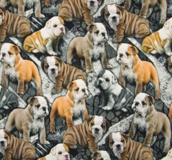 Úplet potisk štěňátka buldočci na silnici