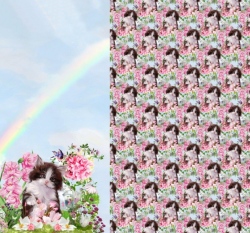 Panel úplet digitisk s koťátky