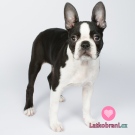 Teplákovina buldočci na růžové